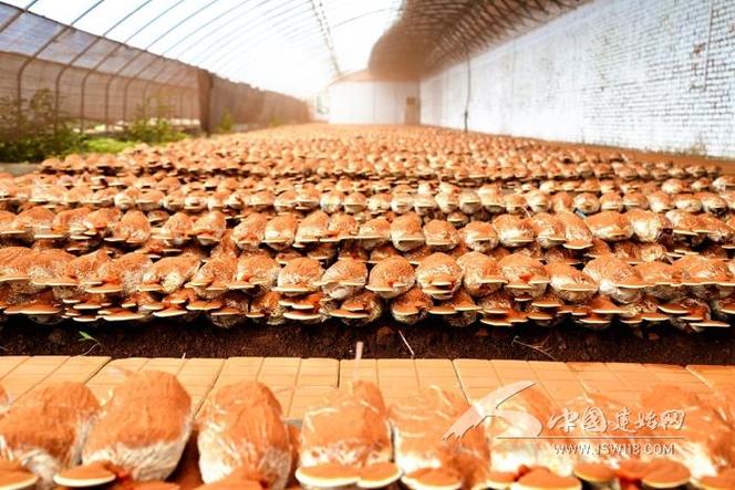 波紋管市場需求分析助力企業決策